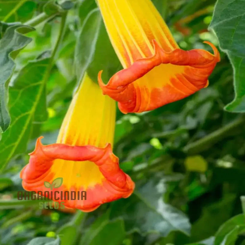 Red Angel's Trumpet Seeds – Brugmansia Sanguinea Variety for Vibrant Garden Displays