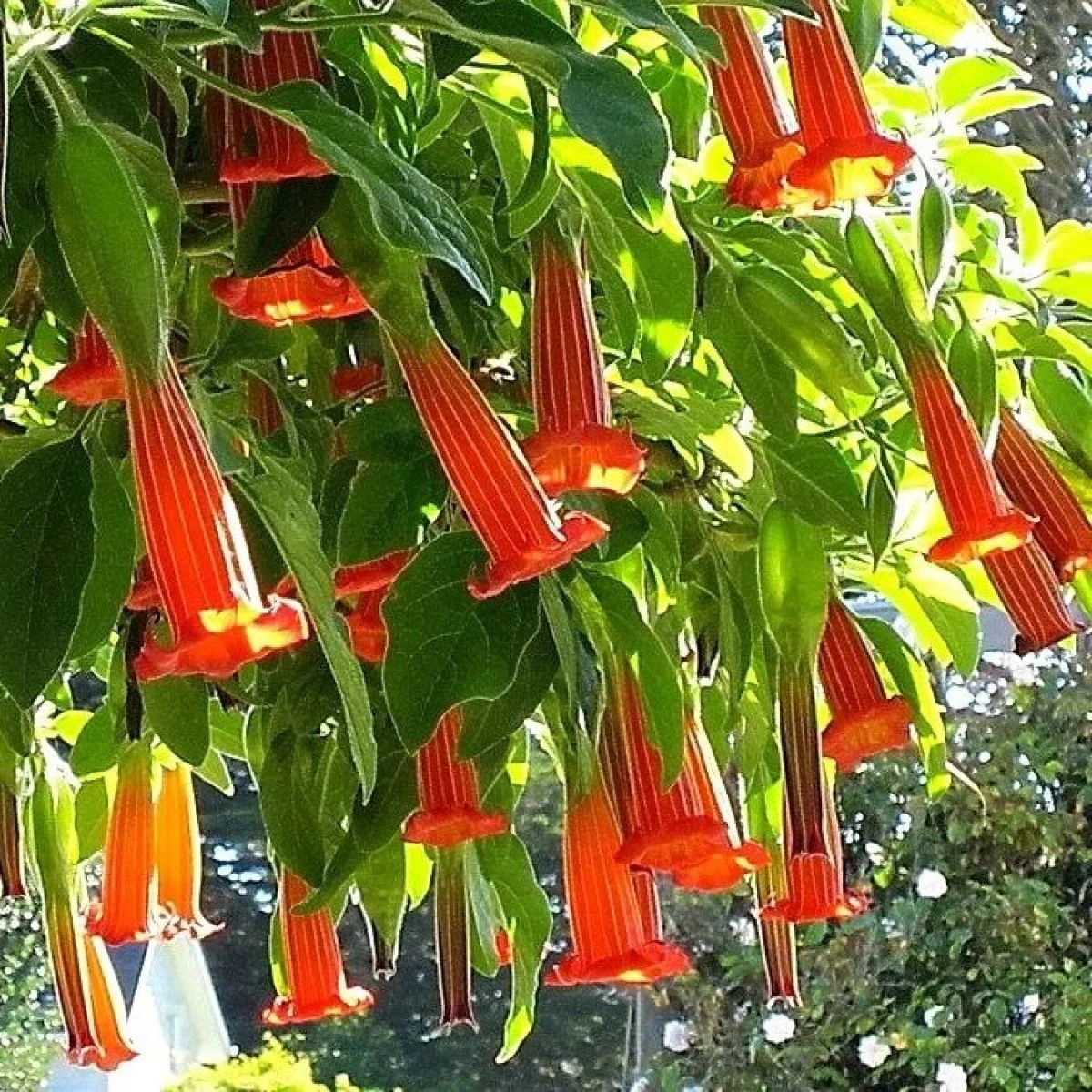 Red Angel's Trumpet Seeds – Brugmansia Sanguinea Variety for Vibrant Garden Displays - Image 2