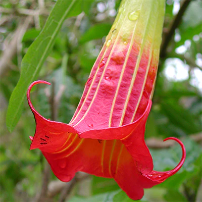 Red Angel's Trumpet Seeds – Brugmansia Sanguinea Variety for Vibrant Garden Displays - Image 3
