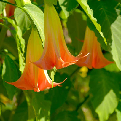 Red Angel's Trumpet Seeds – Brugmansia Sanguinea Variety for Vibrant Garden Displays - Image 4