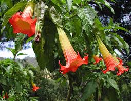 Red Angel's Trumpet Seeds – Brugmansia Sanguinea Variety for Vibrant Garden Displays - Image 6