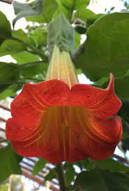 Red Angel's Trumpet Seeds – Brugmansia Sanguinea Variety for Vibrant Garden Displays - Image 7