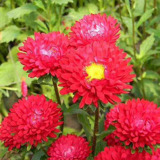 Red Aster Flower Seeds ,Bold Crimson Blooms, Easy to Grow, Non-GMO