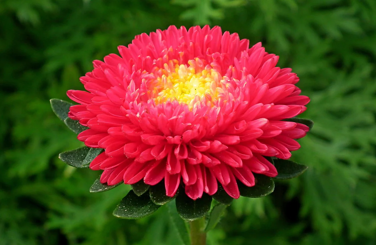 Red Aster Flower Seeds ,Bold Crimson Blooms, Easy to Grow, Non-GMO - Image 2