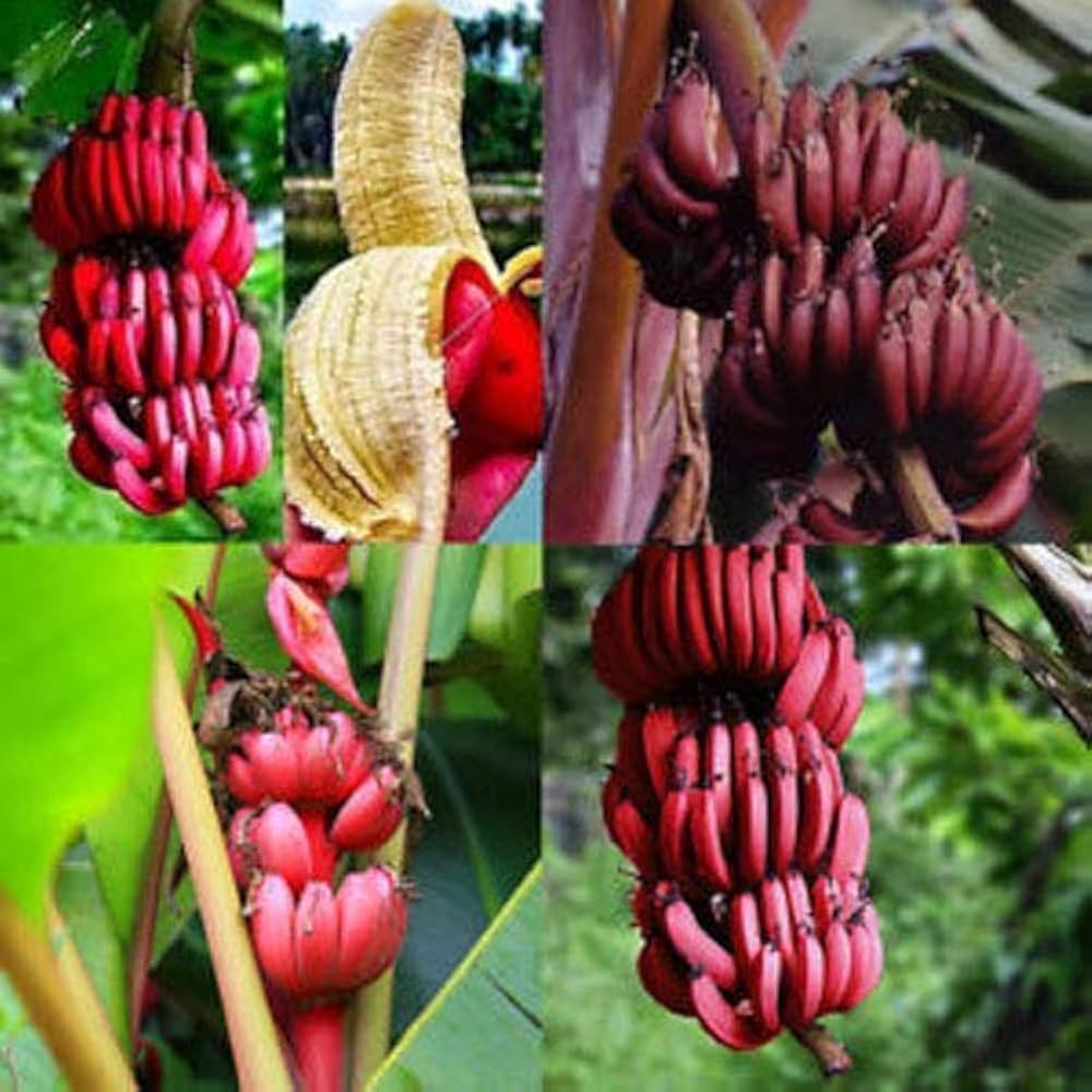 Red Banana Fruit Seeds for Planting - Grow Sweet, Unique Red Bananas at Home - Image 4