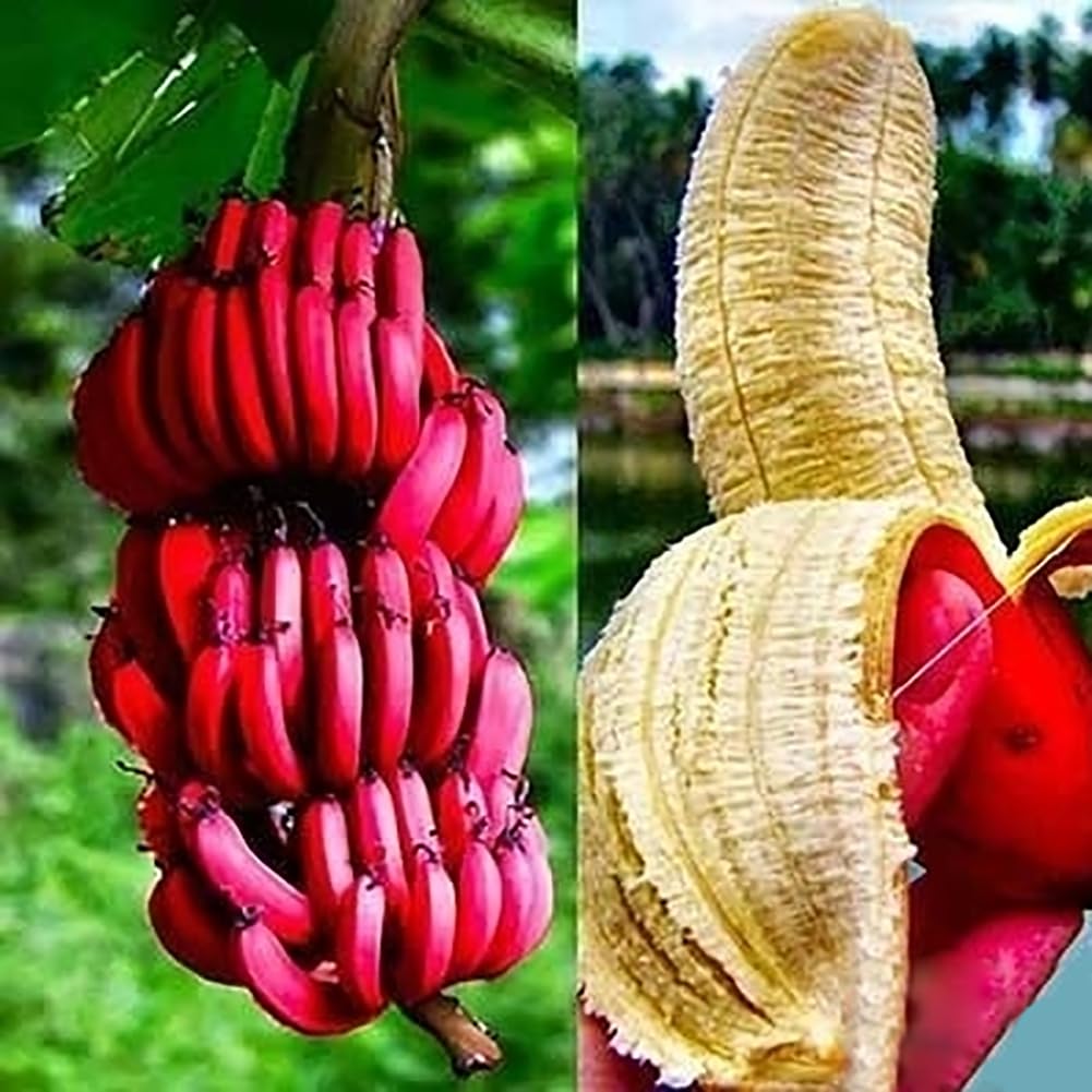 Red Banana Fruit Seeds for Planting - Grow Sweet, Unique Red Bananas at Home - Image 5