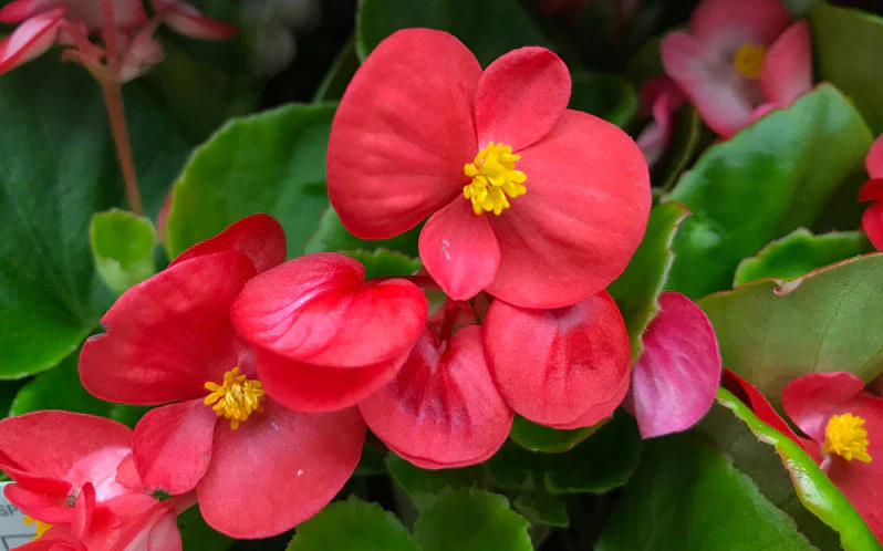 Red Begonia Flower Seeds ,Bold & Vibrant Blooms, Easy to Grow, Non-GMO - Image 2