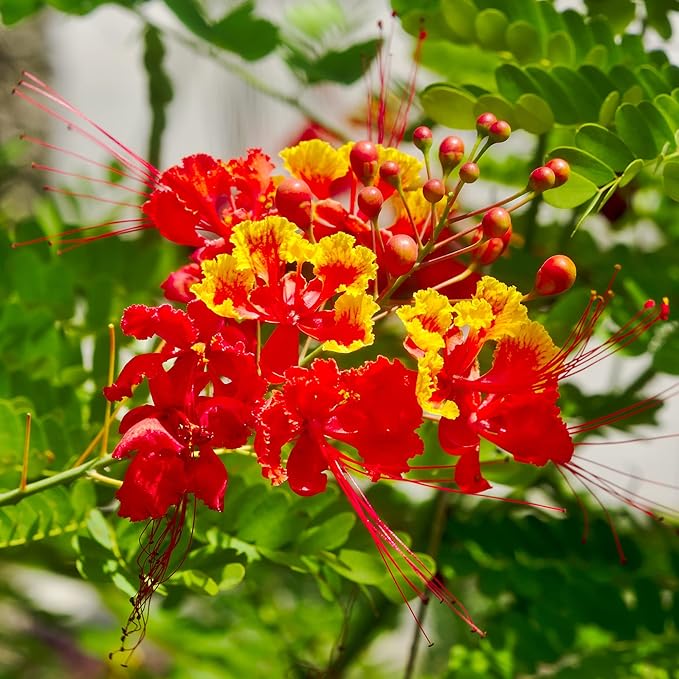 Red Bird of Paradise Seeds – Heat-Tolerant, Fast-Growing Ornamental Plant