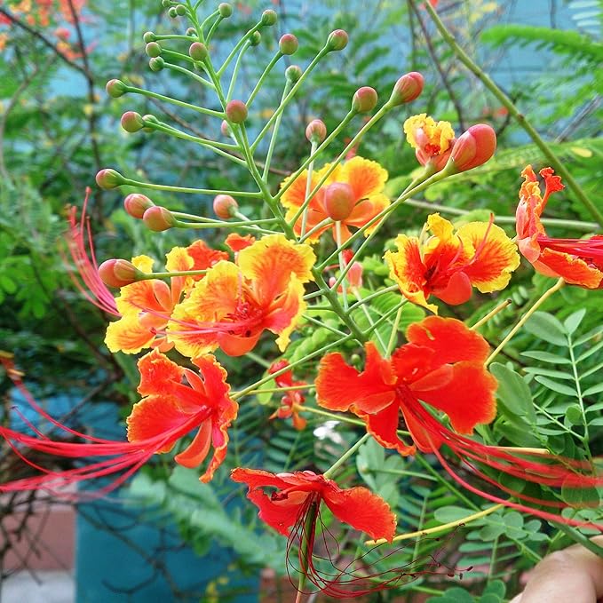 Red Bird of Paradise Seeds – Heat-Tolerant, Fast-Growing Ornamental Plant - Image 3