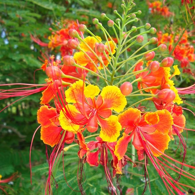 Red Bird of Paradise Seeds – Heat-Tolerant, Fast-Growing Ornamental Plant - Image 4