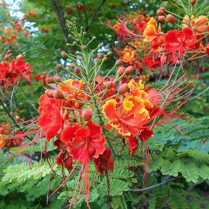 Red Bird of Paradise Seeds – Heat-Tolerant, Fast-Growing Ornamental Plant - Image 6