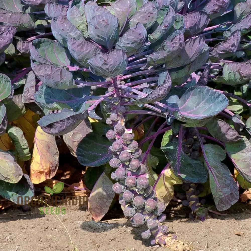 Red Bull Seeds for a Bountiful Vegetable Garden Adventure,Planting and Growing Your Own Brussels Sprouts