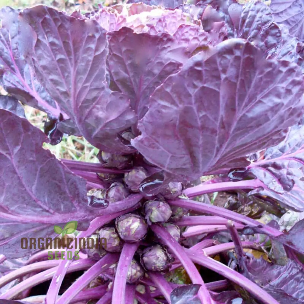 Red Bull Seeds for a Bountiful Vegetable Garden Adventure,Planting and Growing Your Own Brussels Sprouts - Image 3