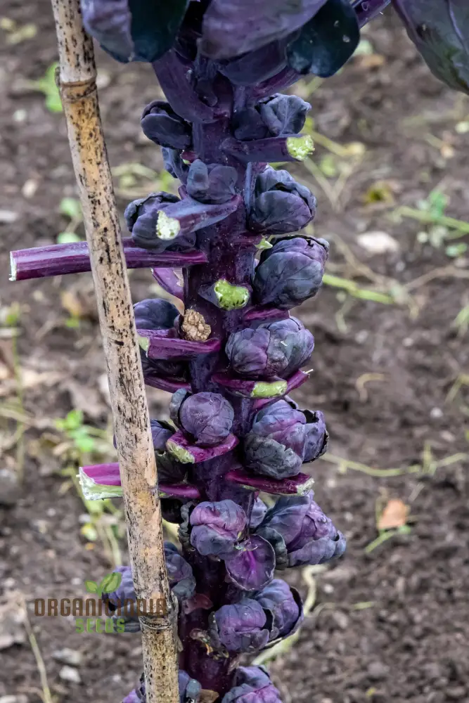 Red Bull Seeds for a Bountiful Vegetable Garden Adventure,Planting and Growing Your Own Brussels Sprouts - Image 4