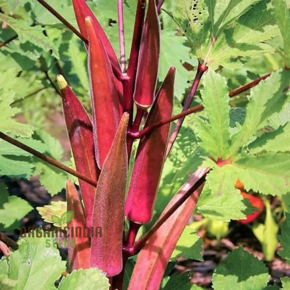 Red Burgundy Okra Seeds for Planting