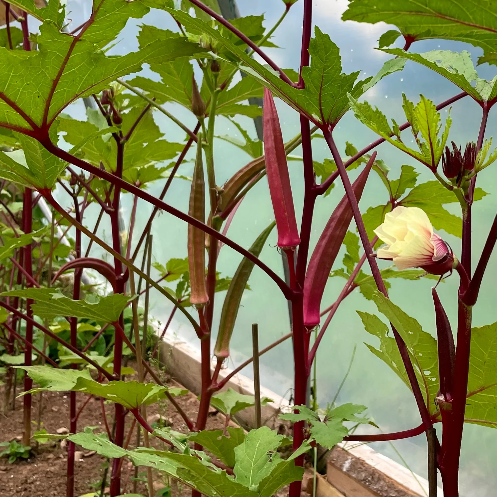 Red Burgundy Okra Seeds for Planting - Image 5
