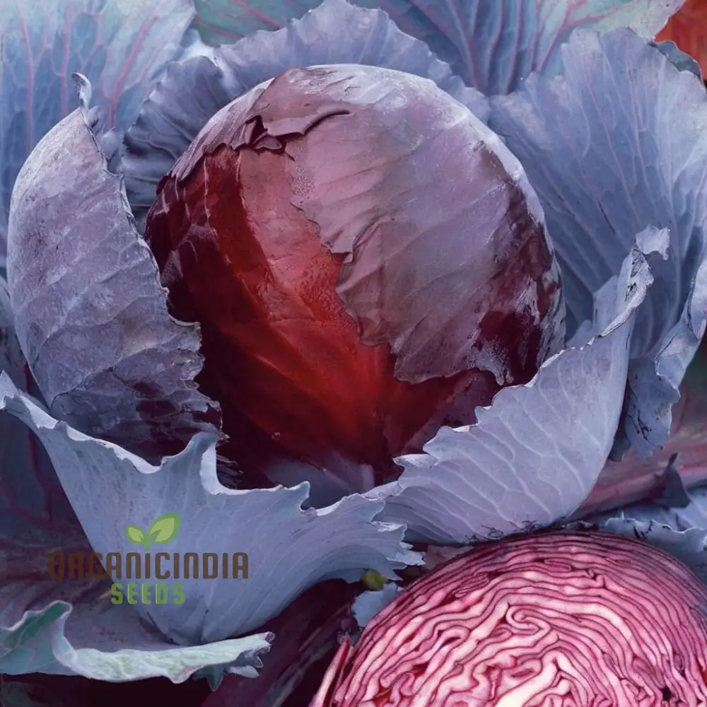 Red Cabbage Vegetable Seeds, Cultivating Vibrant and Nutrient-Rich Additions to Your Garden - Image 3