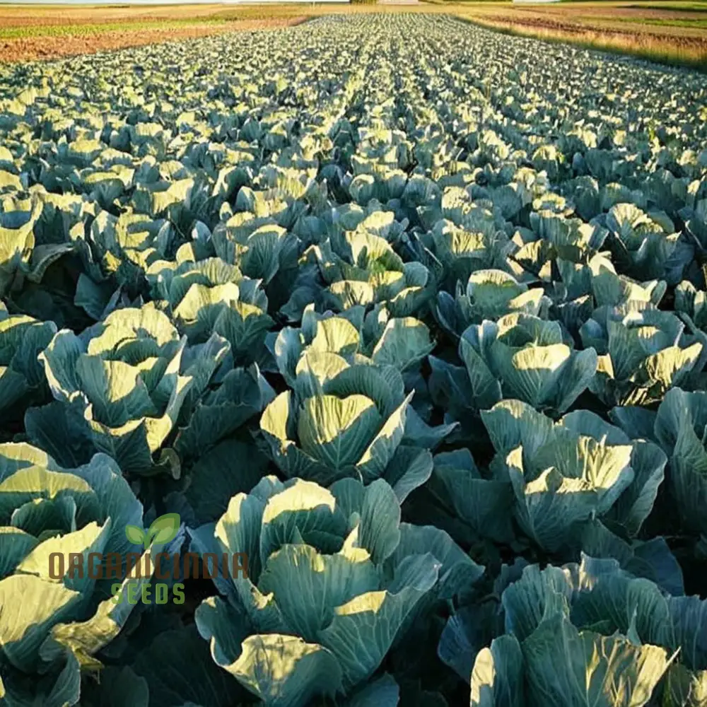 Red Cabbage Vegetable Seeds, Cultivating Vibrant and Nutrient-Rich Additions to Your Garden - Image 4