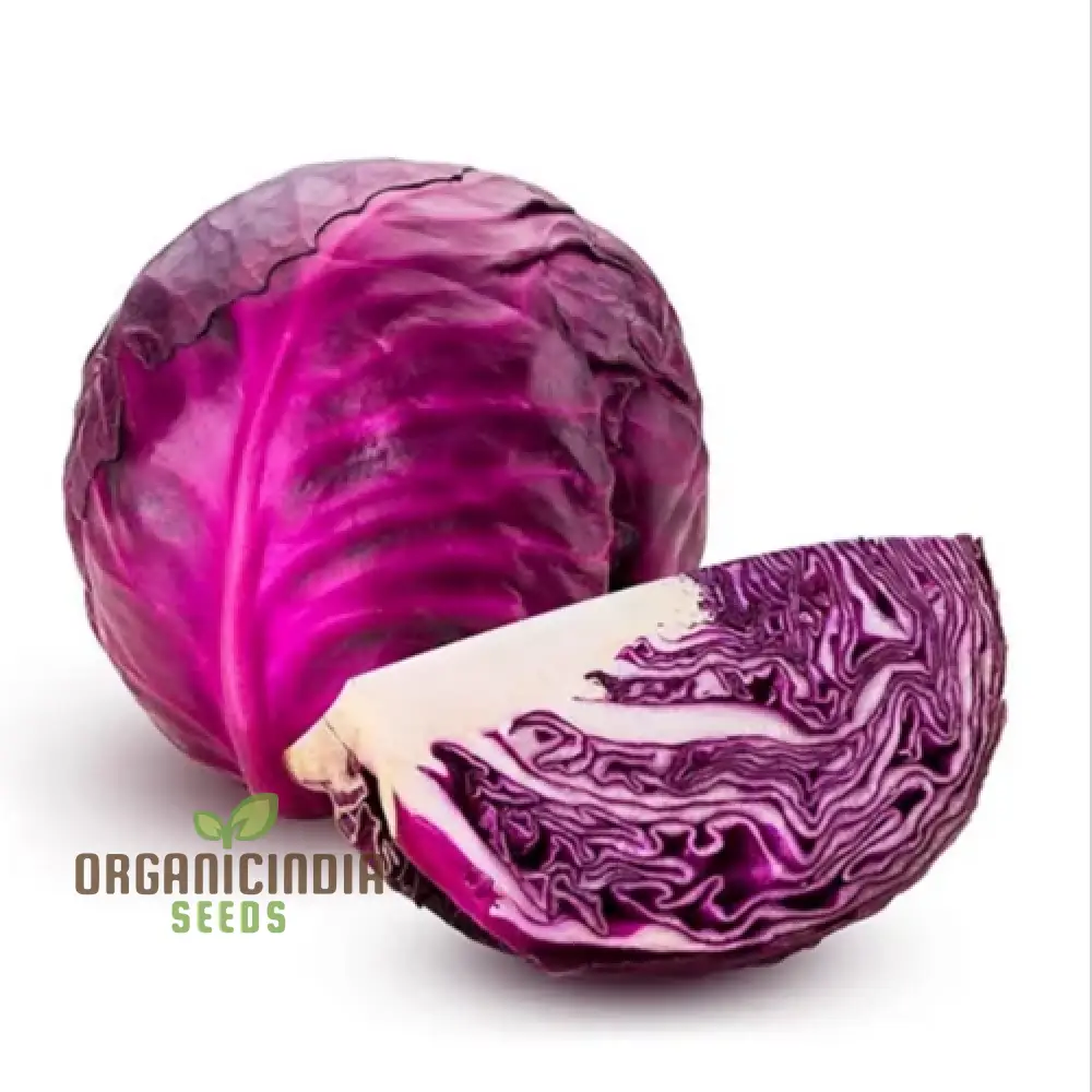 Red Cabbage Vegetable Seeds, Cultivating Vibrant and Nutrient-Rich Additions to Your Garden - Image 5