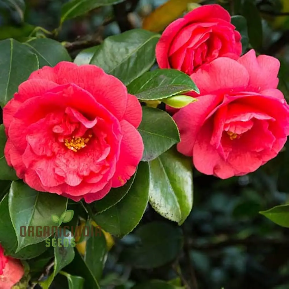 Camellia Seeds (Red Camellia Japonica Seeds) - All Season Blooms for Gardens