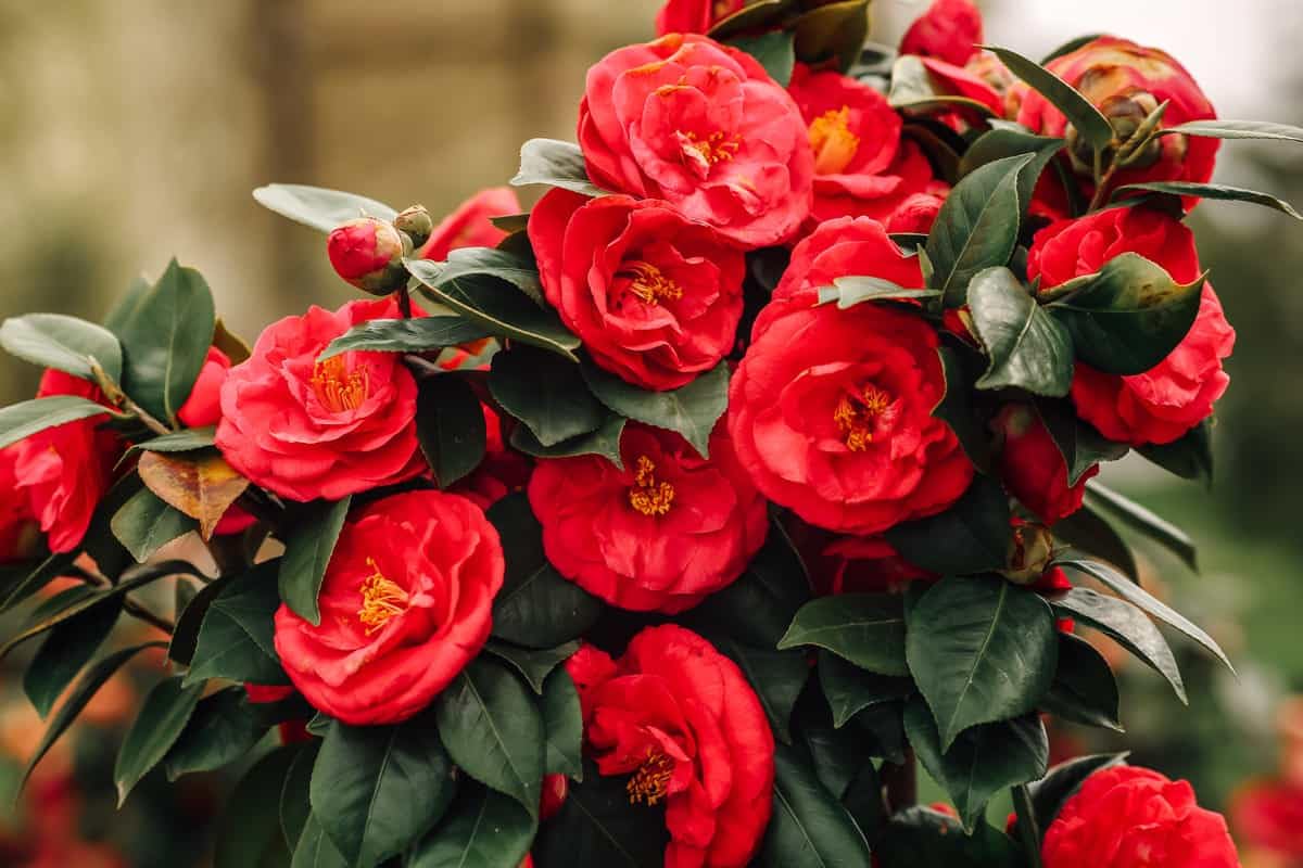 Camellia Seeds (Red Camellia Japonica Seeds) - All Season Blooms for Gardens - Image 3