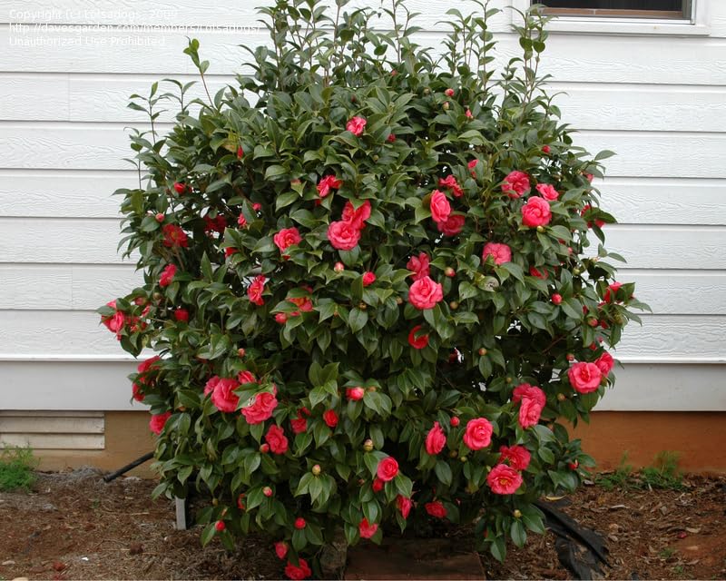 Camellia Seeds (Red Camellia Japonica Seeds) - All Season Blooms for Gardens - Image 5