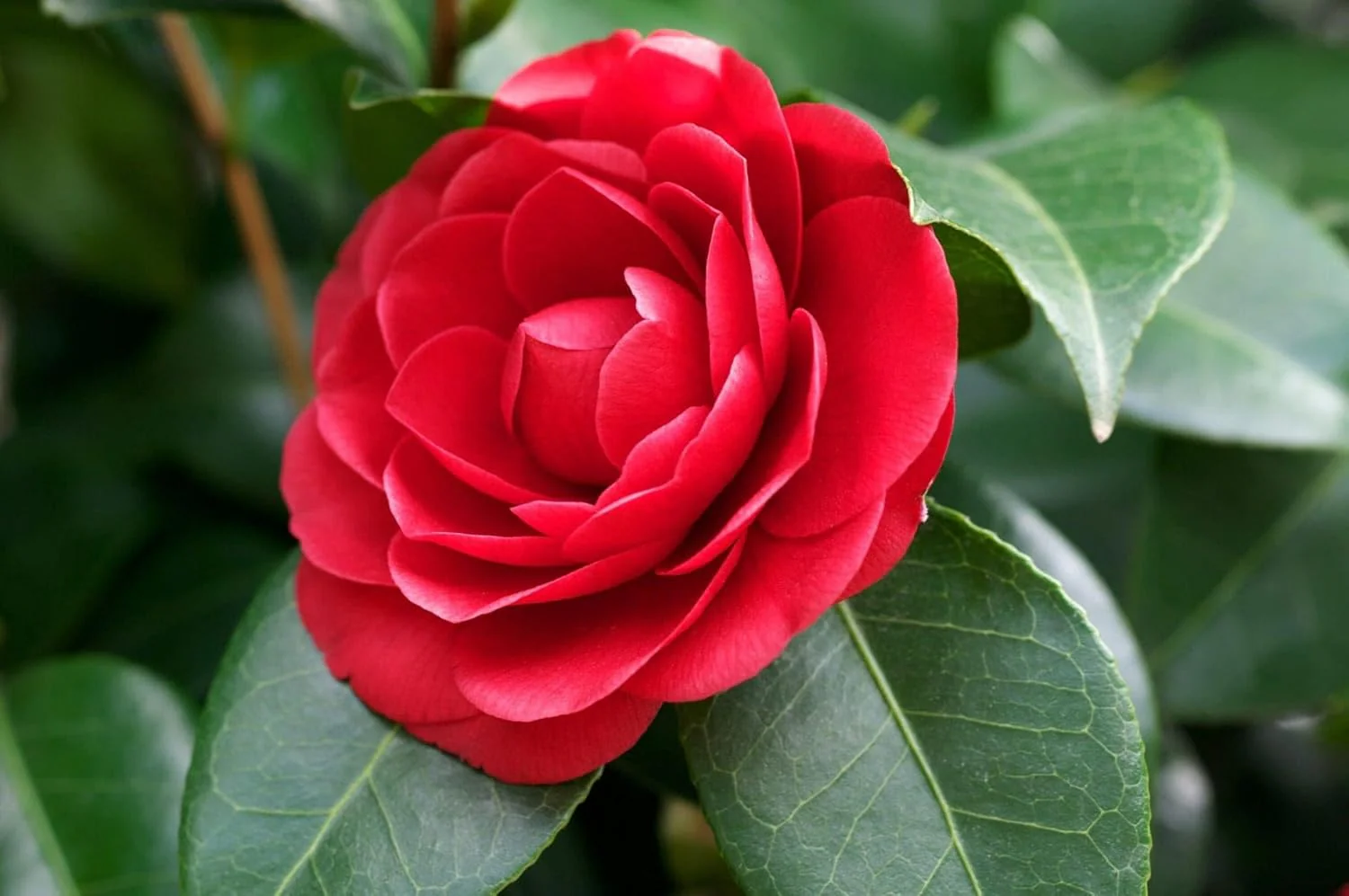 Camellia Seeds (Red Camellia Japonica Seeds) - All Season Blooms for Gardens - Image 6