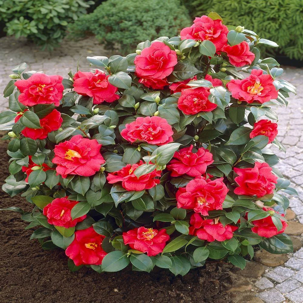 Camellia Seeds (Red Camellia Japonica Seeds) - All Season Blooms for Gardens - Image 7