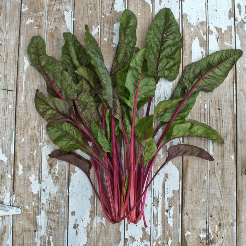 Red Cardinal Spinach Seeds – Vibrant, Nutritious Greens for Your Garden - Image 2