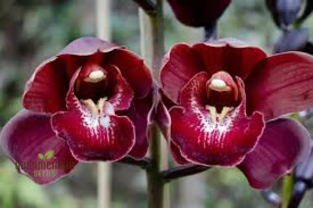 Red Chinese Cymbidium Orchid Flower Seeds for Gardening Enthusiasts - Rare Seeds for Exquisite Garden Blooms - Image 3