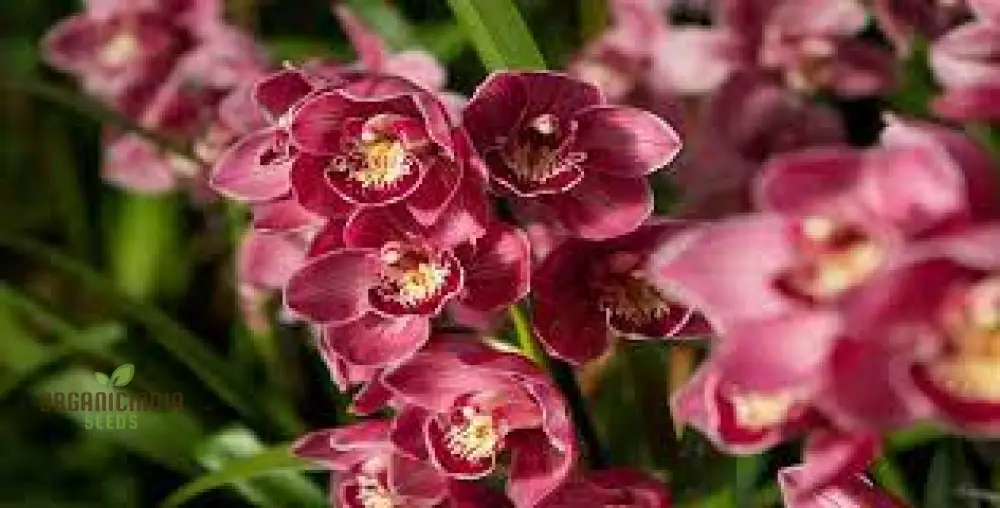 Red Chinese Cymbidium Orchid Flower Seeds for Gardening Enthusiasts - Rare Seeds for Exquisite Garden Blooms - Image 4