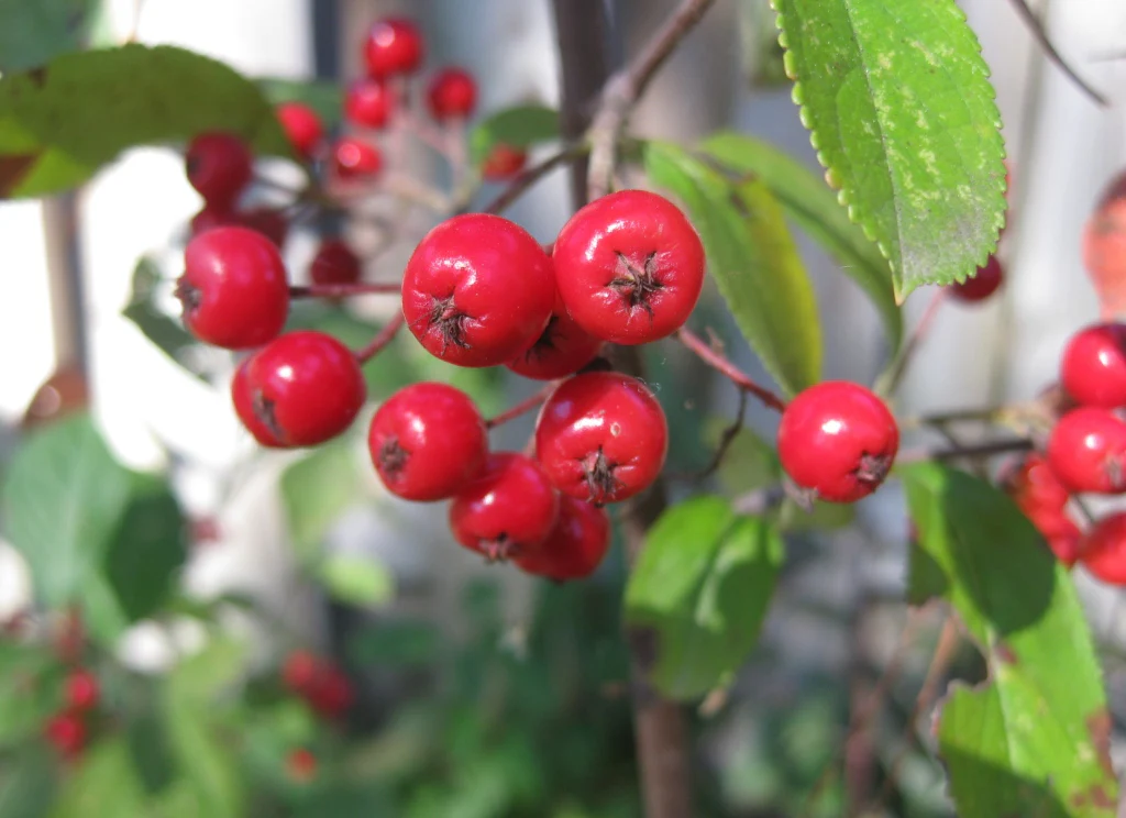 Red Chokeberry (Aronia arbutifolia) – Shrub Seeds with White Flower & Fruit - Image 3