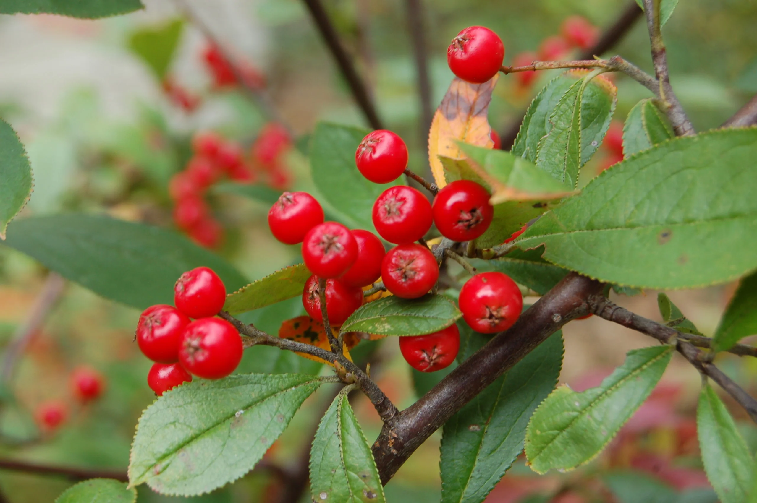 Red Chokeberry (Aronia arbutifolia) – Shrub Seeds with White Flower & Fruit - Image 4