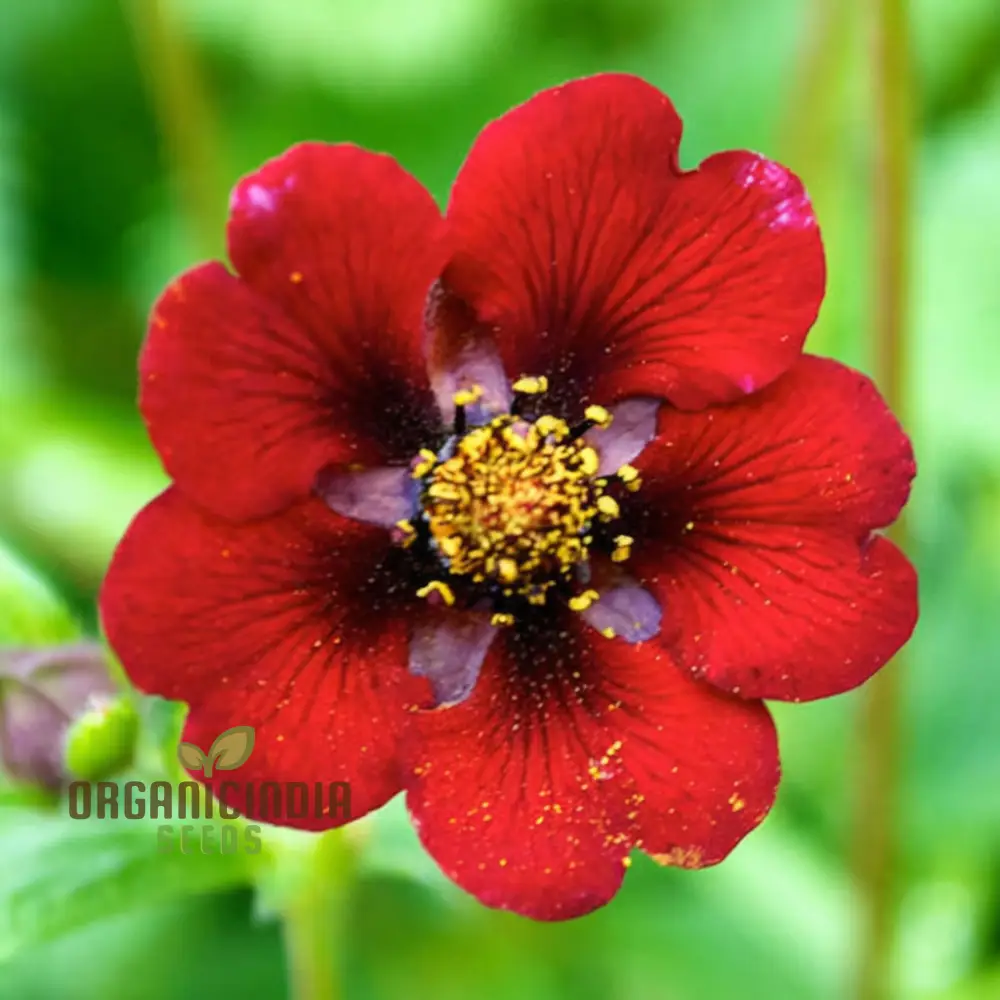 Red Cinquefoil Beautiful Flowers Seeds | Premium Flower Seeds for Planting & Gardening Delights