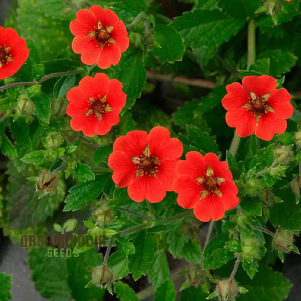 Red Cinquefoil Beautiful Flowers Seeds | Premium Flower Seeds for Planting & Gardening Delights - Image 3
