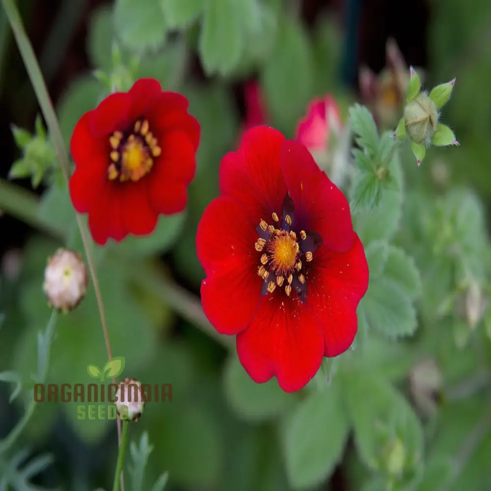 Red Cinquefoil Beautiful Flowers Seeds | Premium Flower Seeds for Planting & Gardening Delights - Image 4