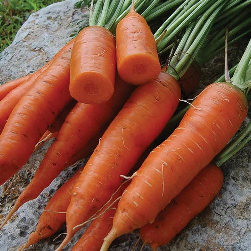Red-Cored Chantenay Carrot Seeds – Heirloom, Sweet & Crisp Variety - Image 2