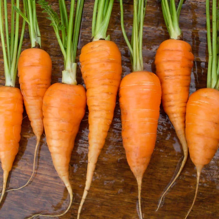 Red-Cored Chantenay Carrot Seeds – Heirloom, Sweet & Crisp Variety - Image 3