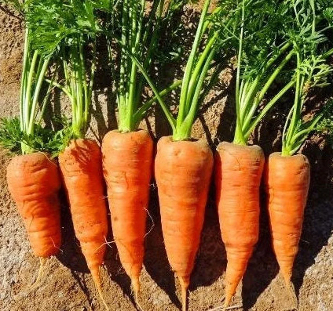 Red-Cored Chantenay Carrot Seeds – Heirloom, Sweet & Crisp Variety - Image 4