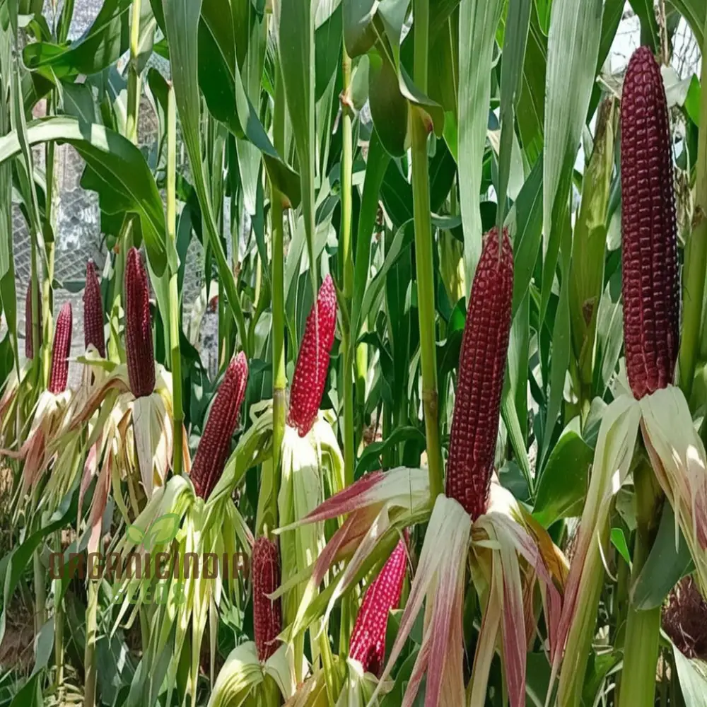 Premium Red Corn Seeds, Ideal for Vibrant, Thriving Gardens Seeds For Planting