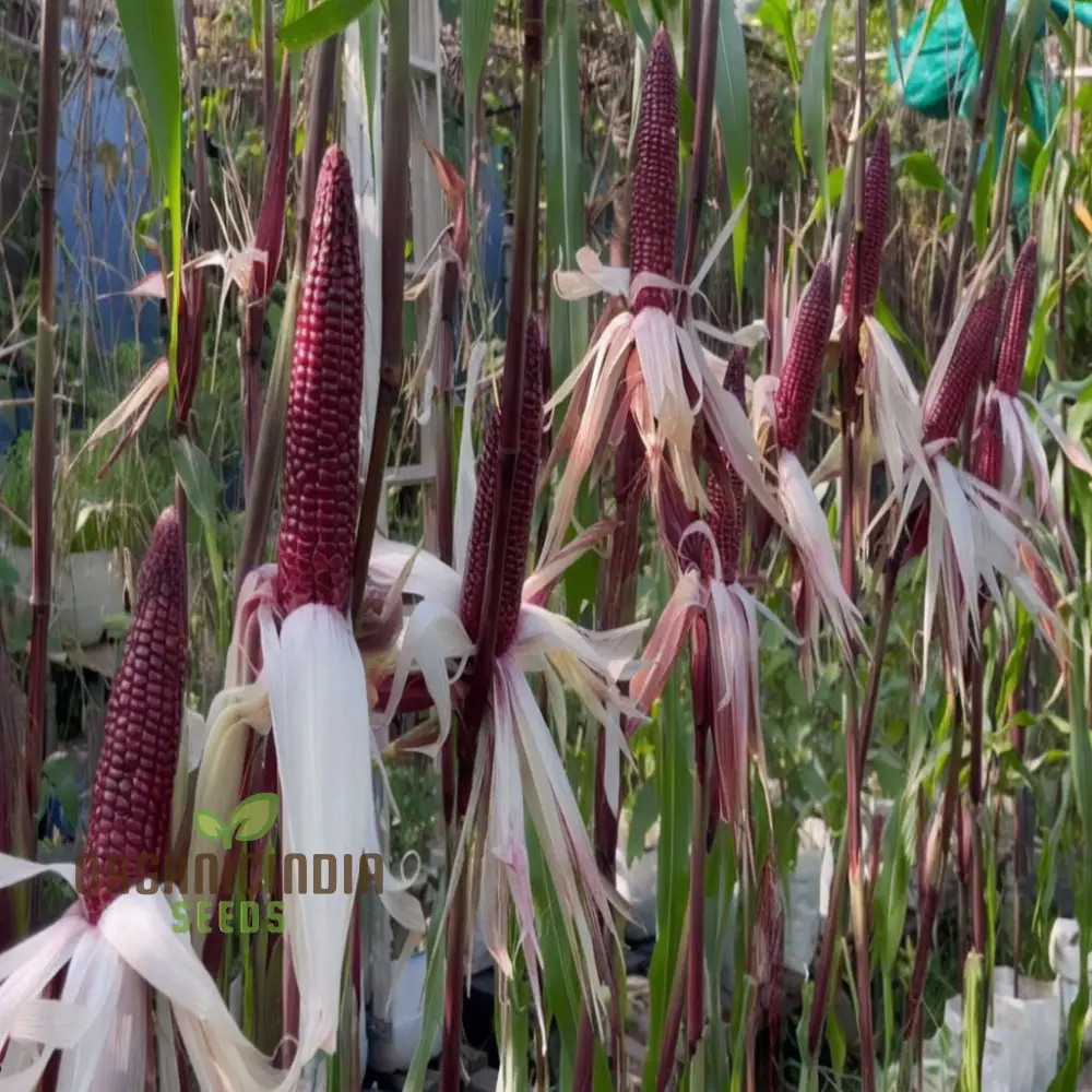Premium Red Corn Seeds, Ideal for Vibrant, Thriving Gardens Seeds For Planting - Image 3
