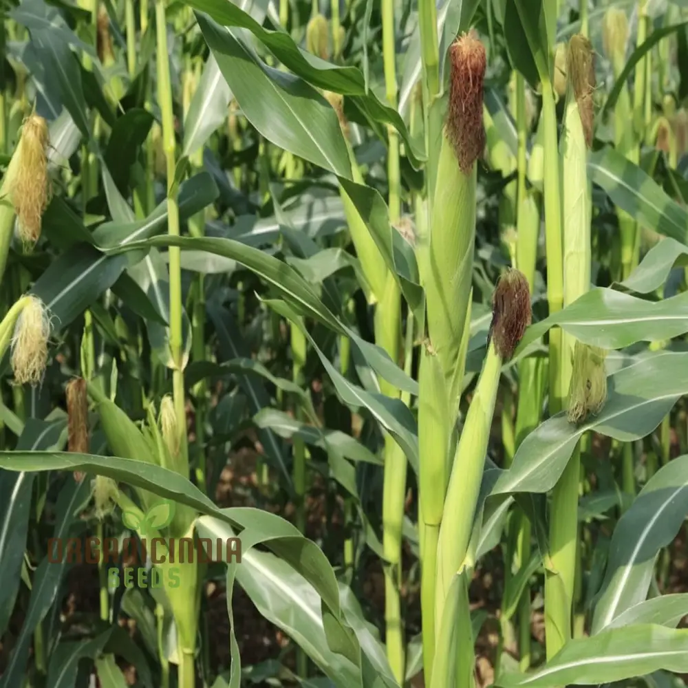 Premium Red Corn Seeds, Ideal for Vibrant, Thriving Gardens Seeds For Planting - Image 4