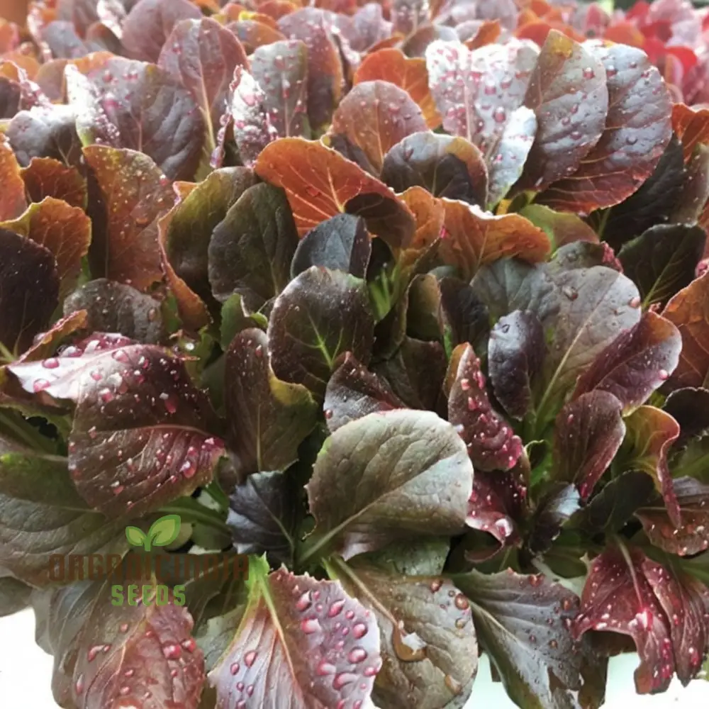 Red Cos Lettuce Seeds for Planting Nutrient-Rich Salad Leaves Transform Your Gardening with Fresh, Homegrown Greens