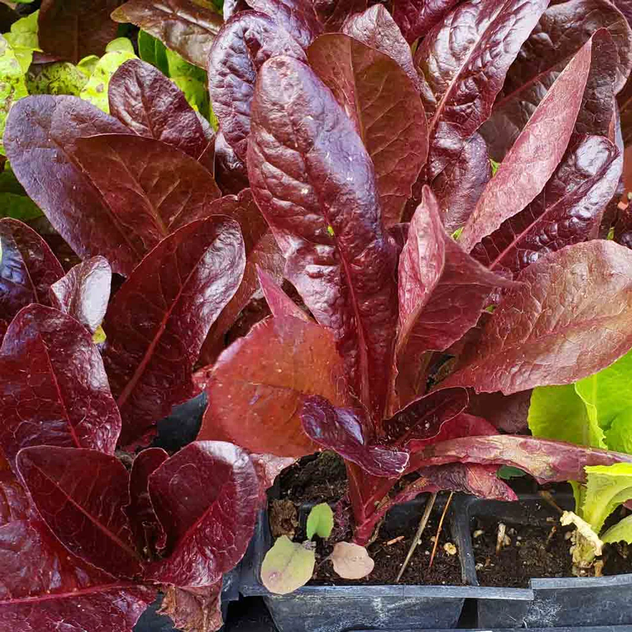 Red Cos Lettuce Seeds for Planting Nutrient-Rich Salad Leaves Transform Your Gardening with Fresh, Homegrown Greens - Image 3