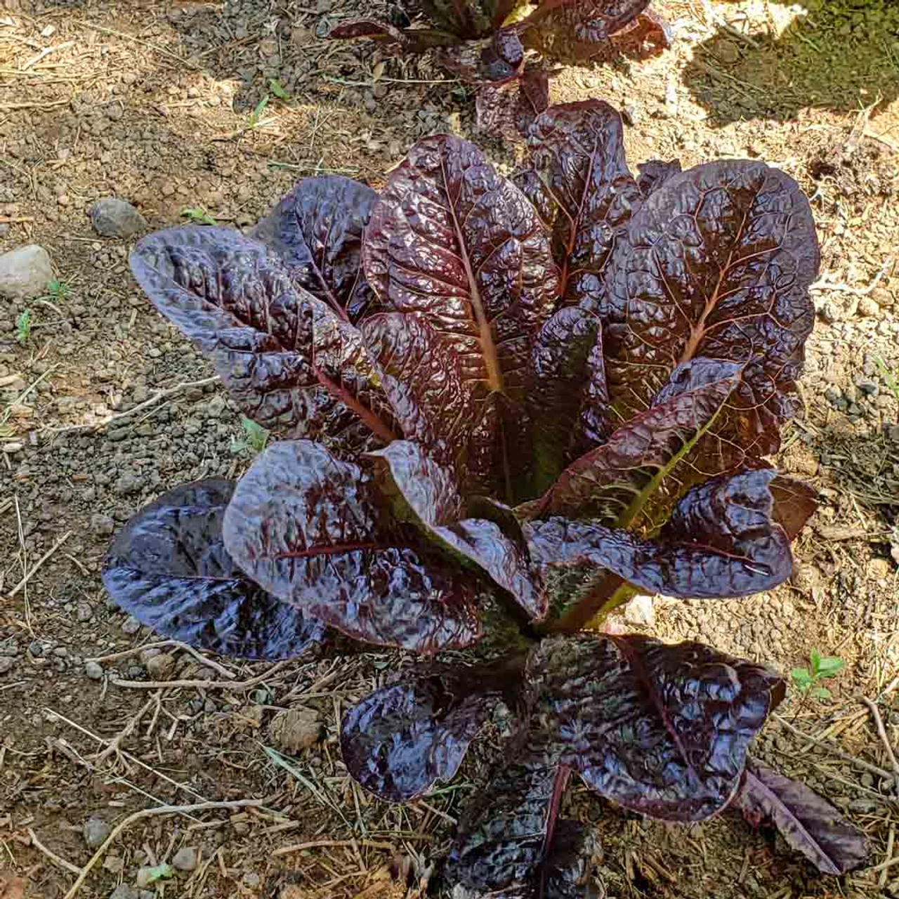 Red Cos Lettuce Seeds for Planting Nutrient-Rich Salad Leaves Transform Your Gardening with Fresh, Homegrown Greens - Image 4