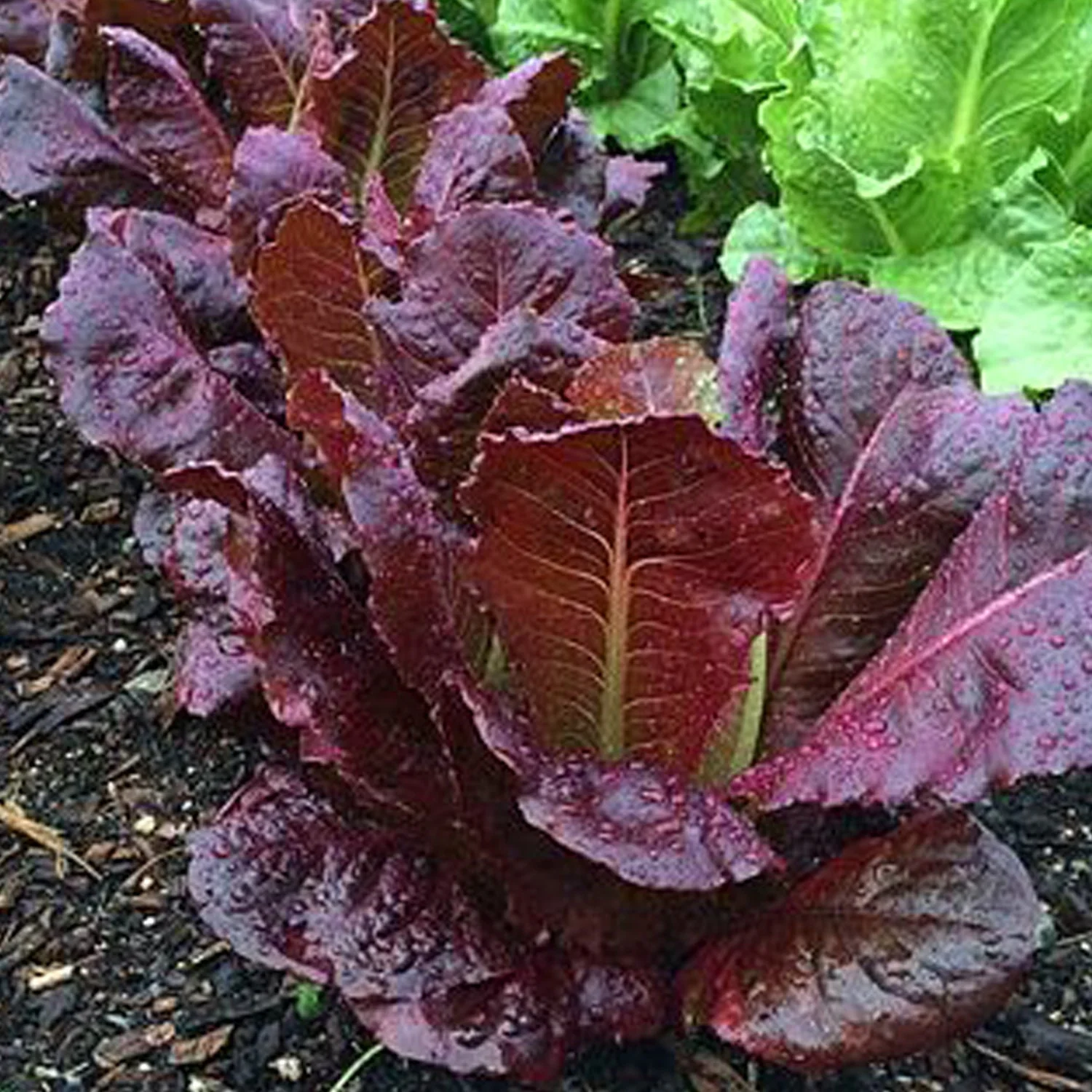 Red Cos Lettuce Seeds for Planting Nutrient-Rich Salad Leaves Transform Your Gardening with Fresh, Homegrown Greens - Image 5