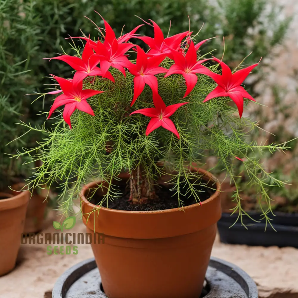 Red Cypress Flower Seeds, Exquisite deep red blooms for Your Garden - Image 3