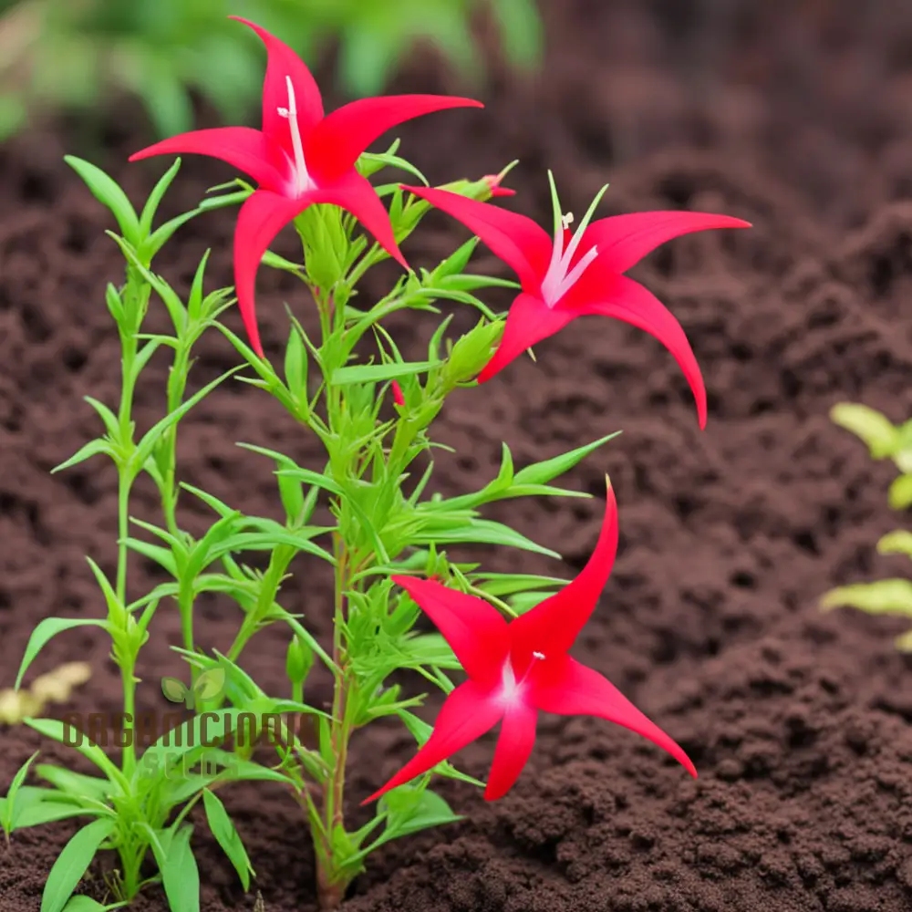 Red Cypress Flower Seeds, Exquisite deep red blooms for Your Garden - Image 4