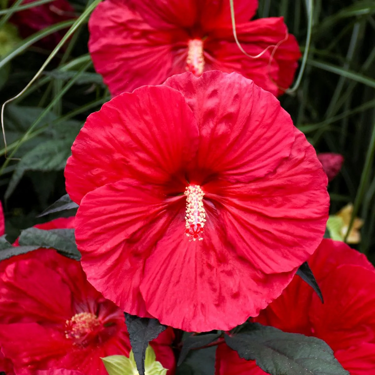 Red Dinner Plate Hibiscus Seeds – Giant Bloom Hardy Perennial