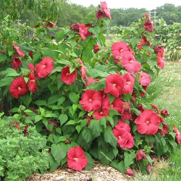 Red Dinner Plate Hibiscus Seeds – Giant Bloom Hardy Perennial - Image 3